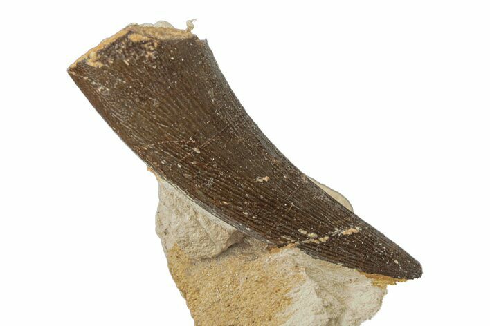 Fossil Plesiosaur (Libonectes) Tooth - Asfla, Morocco #252340